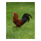 Rooster 1 - poster