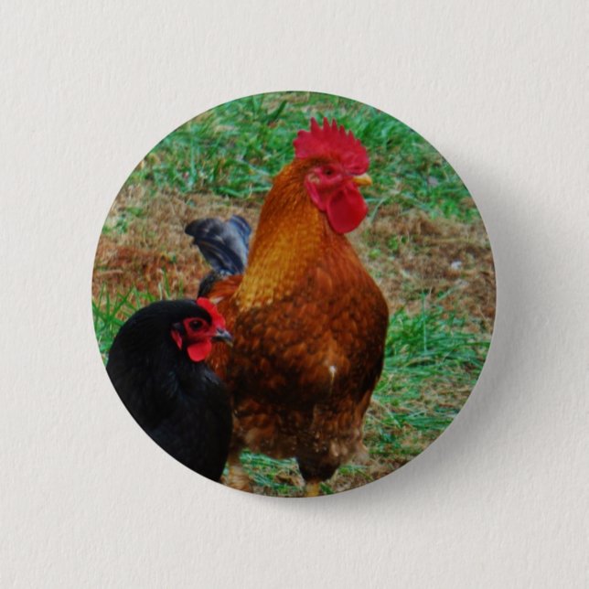 Rooster and Black Hen Pinback Button (Front)