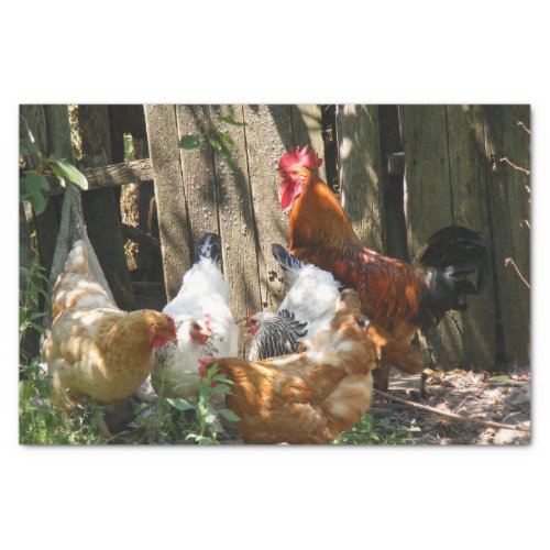 Rooster and Chickens in Light and Shadow Tissue Paper