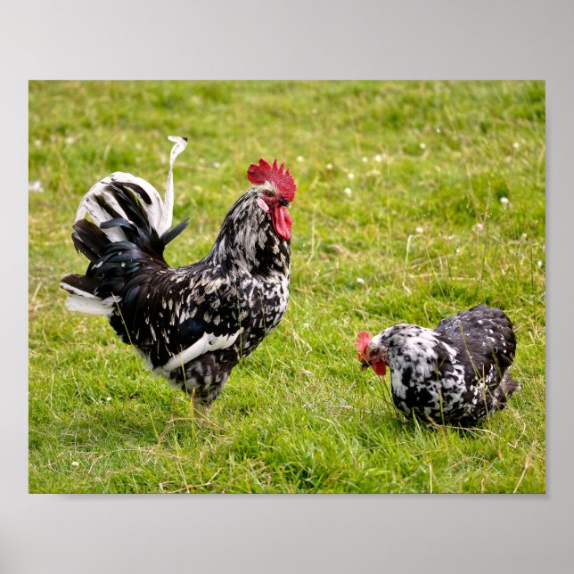 Rooster and hen on grass  poster (Front)