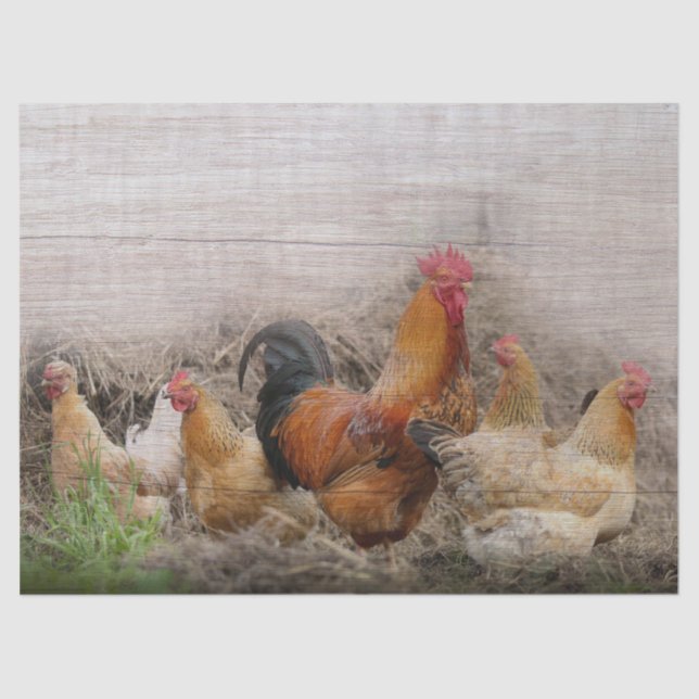 Rooster and Hens Tissue Paper (Front)