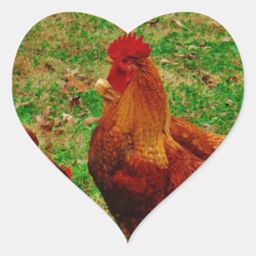 Rooster  and his chick heart sticker