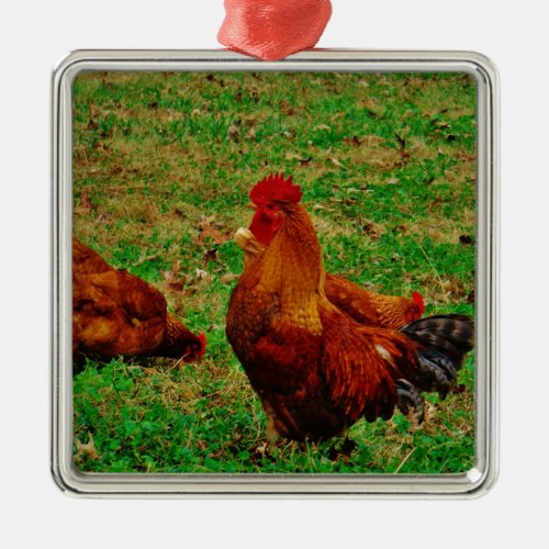 Rooster  and his chick metal ornament