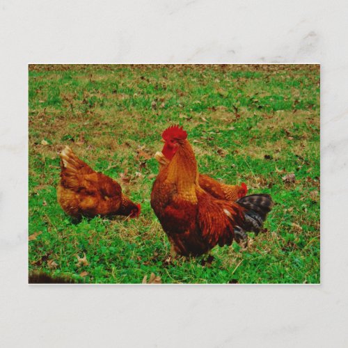 Rooster  and his chick postcard