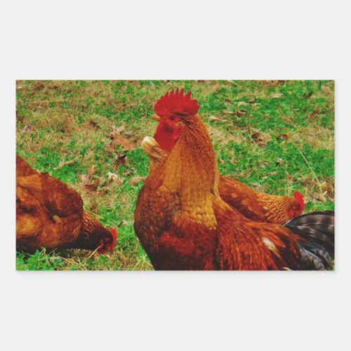 Rooster  and his chick rectangular sticker