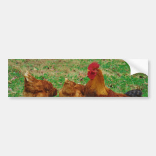 Rooster  and his Chickens Bumper Sticker