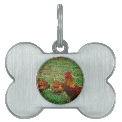 Rooster  and his Chickens Pet Tag