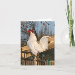 Rooster Blank Card