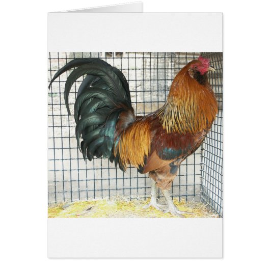 Rooster Cards (Front)