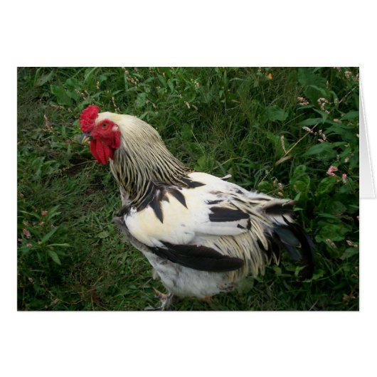 Rooster Cards (Front Horizontal)