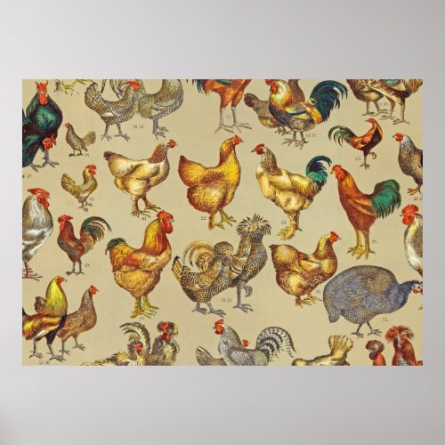 Rooster Chicken Farm Animal Poultry Country Poster