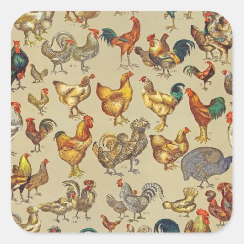 Rooster Chicken Farm Animal Poultry Country Square Sticker
