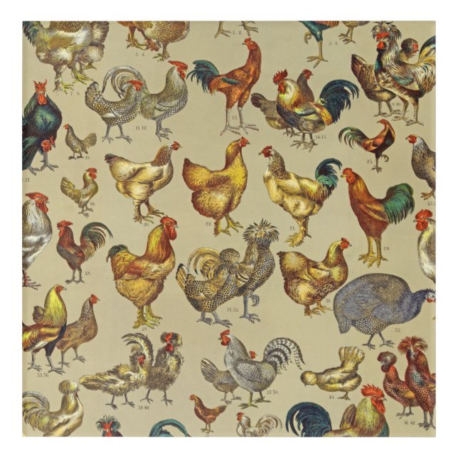 Rooster Chicken Farm Country Animal Acrylic Print (Front)