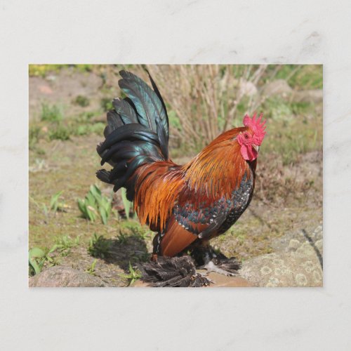 Rooster  Chicken on a Farm Postcard