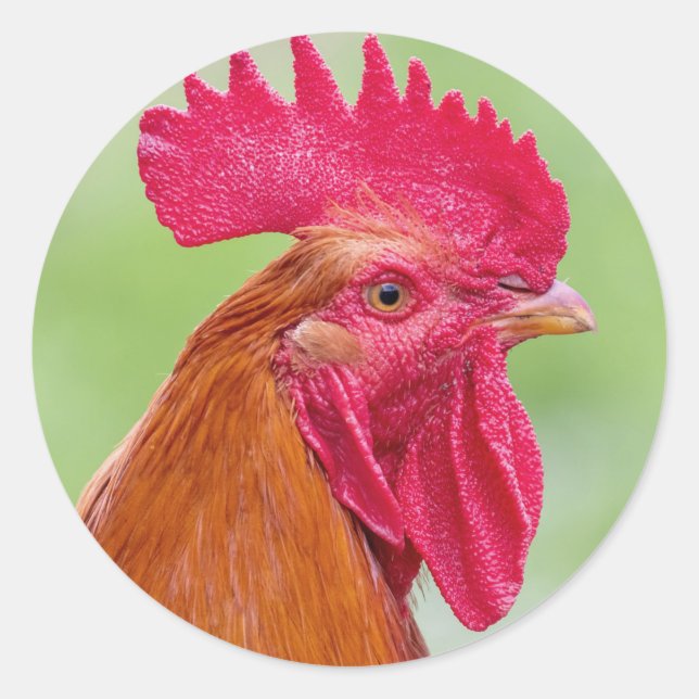 Rooster Close-Up Classic Round Sticker (Front)
