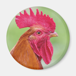 Rooster Close-Up Magnet