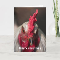 Rooster close up portrait christmas holiday card