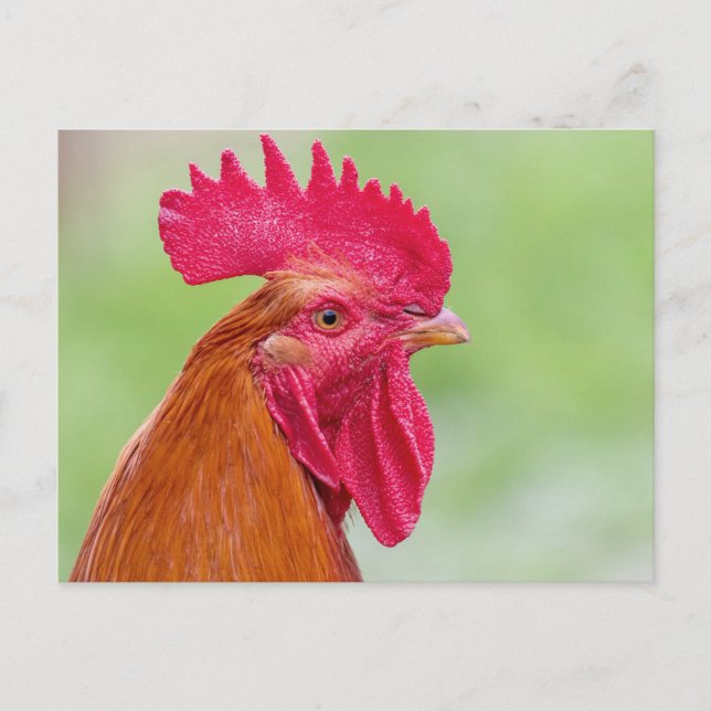 Rooster close-Up Postcard (Front)