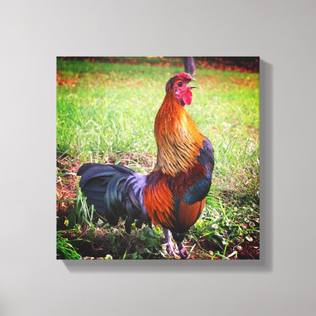 Rooster Crowing Farm Animal  Canvas Print (Front)