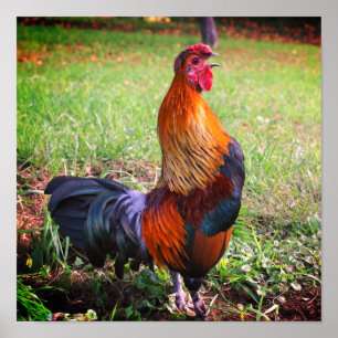Rooster Crowing Farm Animal  Poster