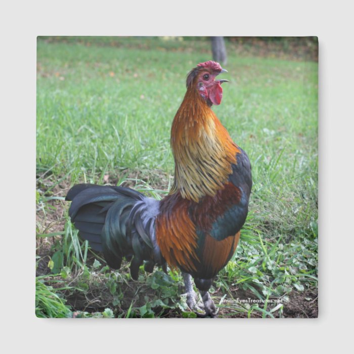 Rooster Crowing Nature Photo Magnet