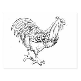 Rooster Drawing Black and White Postcard