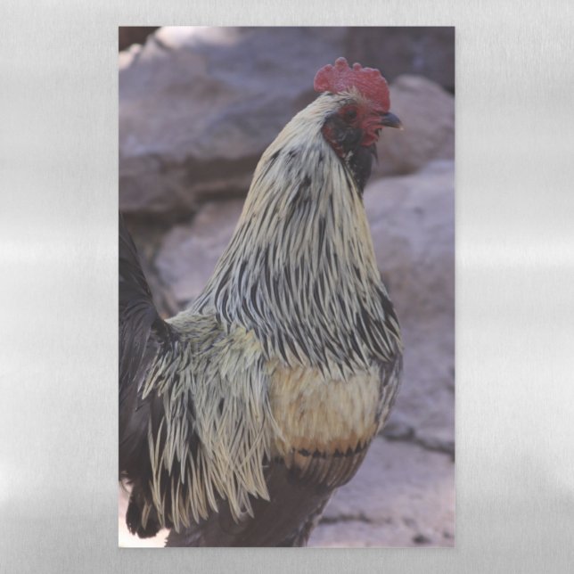 Rooster Dry Erase Sheet (Vertical)
