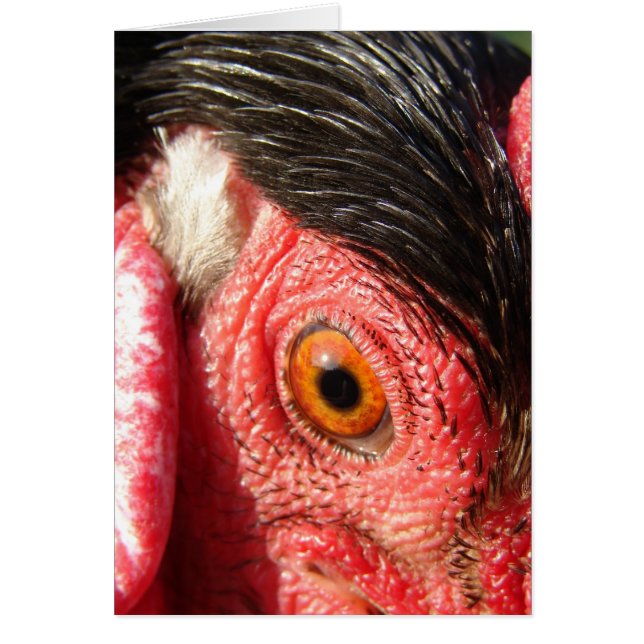 Rooster Eye Cards (Front)