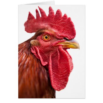 Rooster Face by PixLifeBirds at Zazzle
