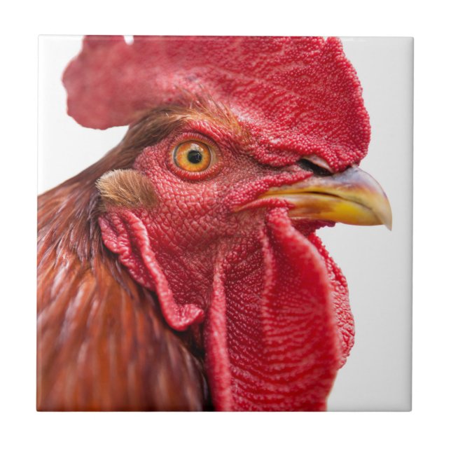 Rooster Face Ceramic Tile (Front)