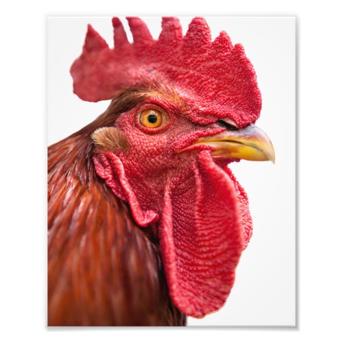 Rooster Face Photo Print