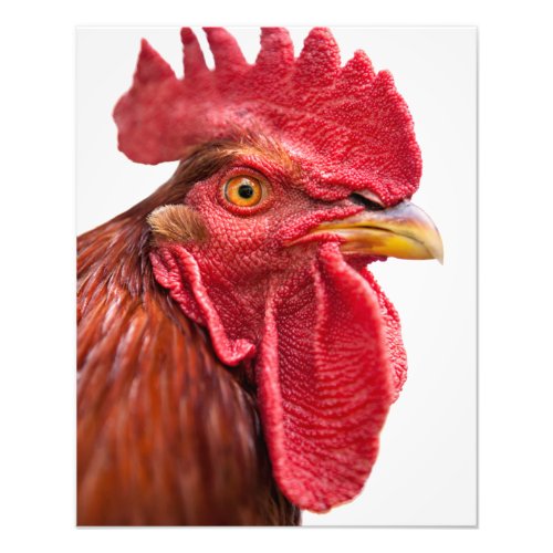 Rooster Face Photo Print