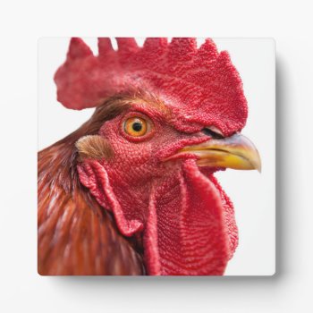 Rooster Face Plaque by PixLifeBirds at Zazzle