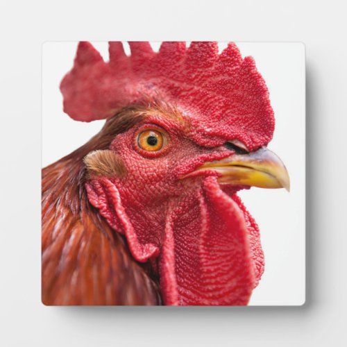 Rooster Face Plaque