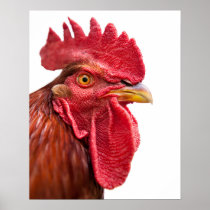 Rooster Face Poster