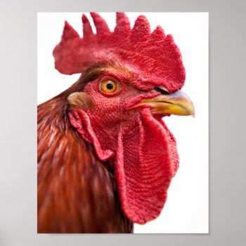 Rooster Face Poster by PixLifeBirds at Zazzle
