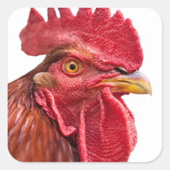 Rooster Face Square Sticker by PixLifeBirds at Zazzle