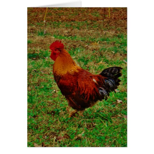Rooster Facing Left Cards (Front)