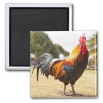 Rooster Farm Life With Chickens Cute Animals Magnet by CountryWeddings at Zazzle