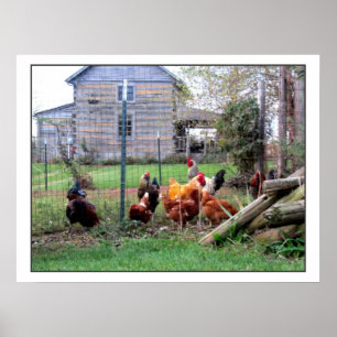 Rooster Farm Poster