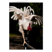 Rooster flapping wings (Front)