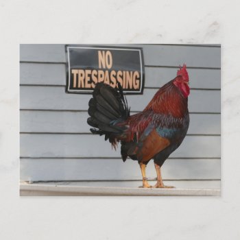 Rooster Guarding A Key West Porch Poster Postcard by catherinesherman at Zazzle