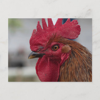 Rooster head postcard