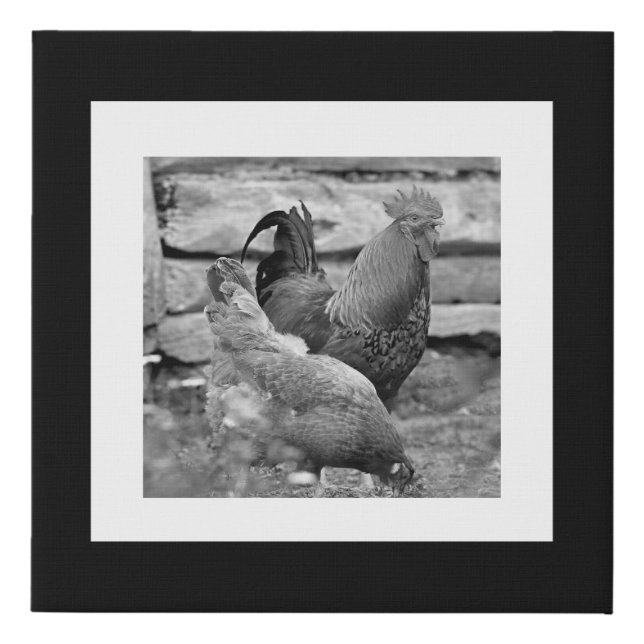 Rooster Hen Chickens Farm Black White Gallery Wall Faux Canvas Print (Front)