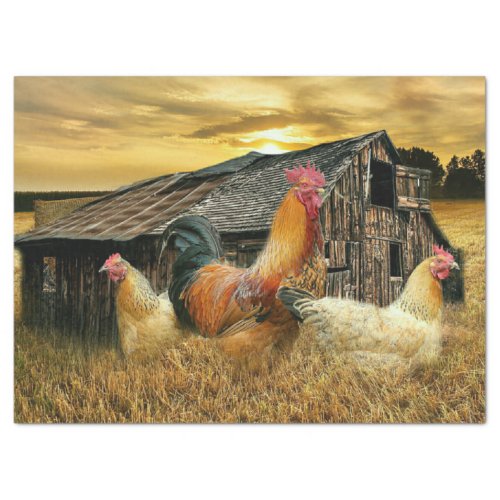 Rooster Hens Rustic Barn Coop Tissue Paper