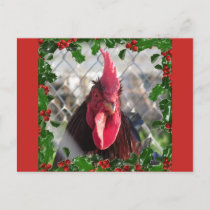 Rooster Holly Christmas Postcard