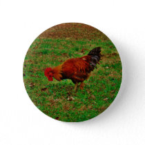 Rooster in the Grass Pinback Button