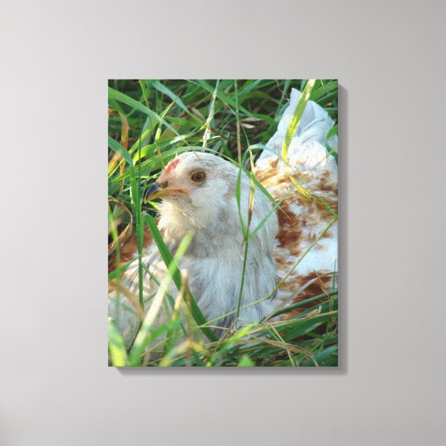 Rooster in the hay meadow canvas print (Front)