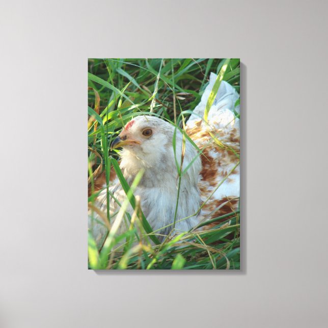 Rooster in the hay meadow canvas print (Front)