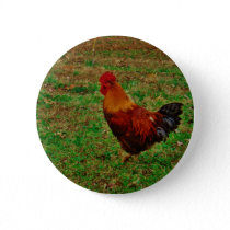 Rooster in the Yard Button